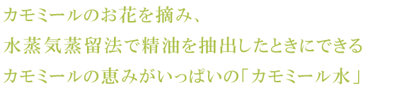 カモミールのお花を摘み、水蒸気蒸留法で精油を抽出したときにできるカモミールの恵みがいっぱいの「カモミール水」