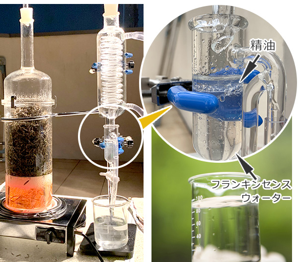 フランキンセンス（オリバナム）ウォーター　蒸留イメージ