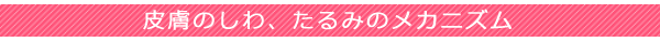 皮膚のしわ、たるみのメカニズム