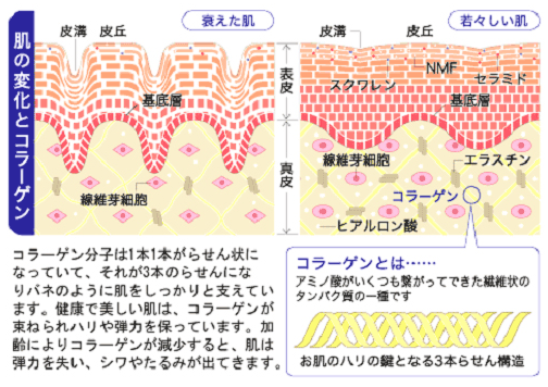 肌の変化とコラーゲン