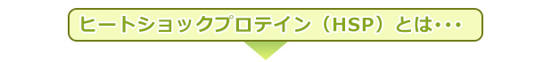 ヒートショックプロテイン(HSP)とは・・・