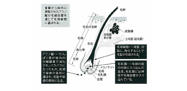 ナミーノヘアー サポート