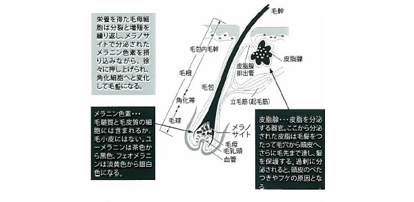 ナミーノヘアー サポート