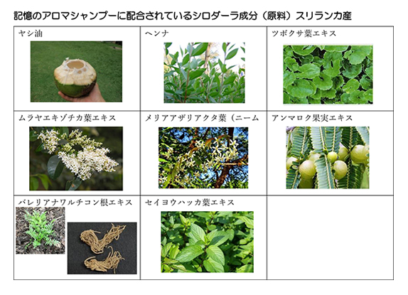 記憶のアロマ シャンプー