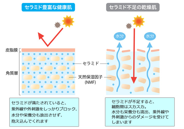 ソラリア リストア ローション