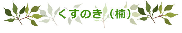 くすのき(楠)