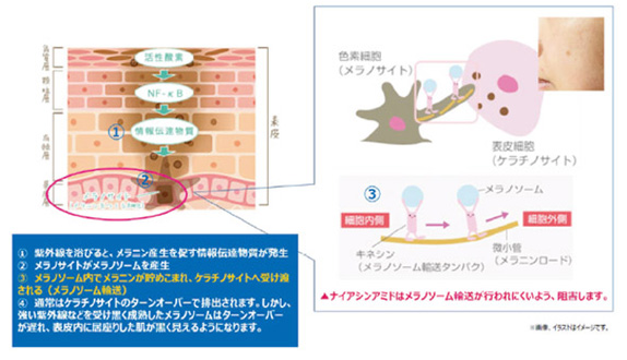 Moi Belle（モベレ） しわ改善美白クリーム（医薬部外品）