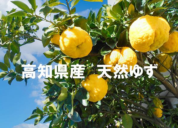 美丈夫 発酵化粧品 CEL-24 クリーム